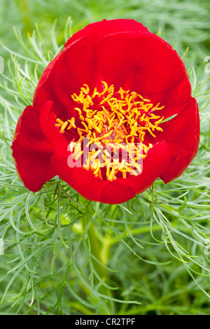 Blüte einer Pfingstrose Paeonia Tenuifolia, Paonie, Paeoniaceae Stockfoto