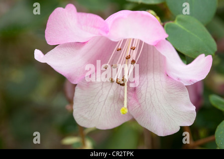 Rhododendron Williamsianum, Ericaceae Stockfoto