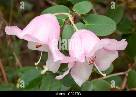 Rhododendron Williamsianum, Ericaceae Stockfoto
