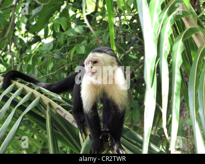 Weißen konfrontiert Affe sitzt auf einem Ast einer Palme Stockfoto