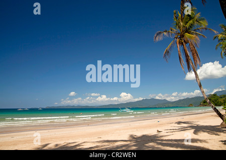 Kokospalme (Cocos Nucifera) auf den Strand von Sabang, Palawan, Philippinen, Asien Stockfoto
