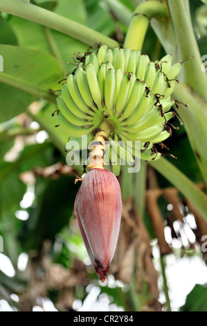 Blume von einer Banane (Musa Paradisiaca), Santa Clara, Kuba, große Antillen, Karibik, Mittelamerika, Amerika Stockfoto