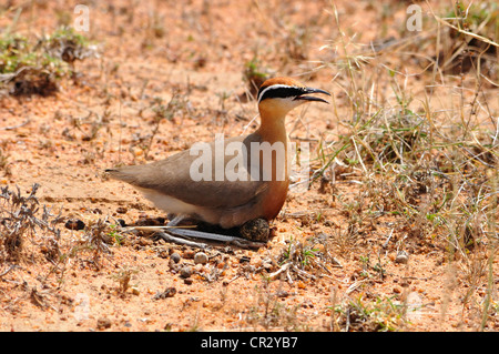 Indische Renner Stockfoto