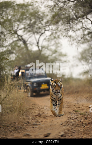 Touristenfahrzeuge ein Tiger (Panthera Tigris) im Anschluss an eine Tiger-Safari im Ranthambore Tiger Reserve, Ranthambore Nationalpark Stockfoto