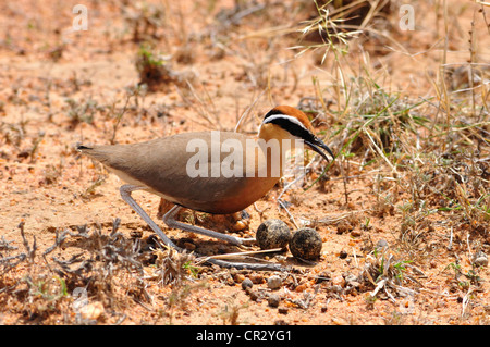 Indische Renner Stockfoto