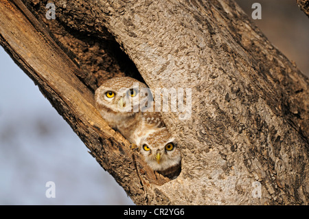 Zwei Spotted Nestlingszeit (Athene Brama) starrte aus ihrer Baumhöhle in Ranthambore Tiger Reserve, Ranthambore Nationalpark Stockfoto