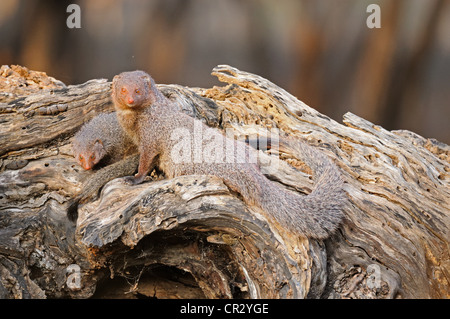 Ruddy Mongoose oder schwarz-angebundene Mungo (Herpestes Smithii), weibliche Erwachsene und Jugendliche, auf einem Baumstamm in Ranthambore National Stockfoto