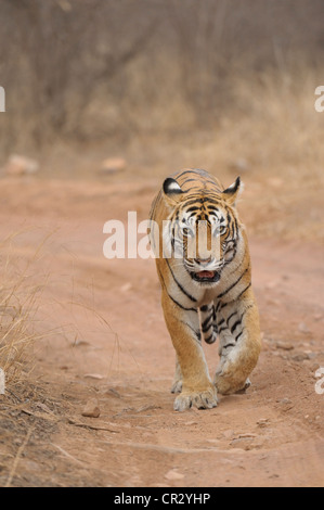 Tiger (Panthera Tigris) zu Fuß auf einem Wald Weg, Ranthambore National Park, Rajasthan, Indien, Asien Stockfoto