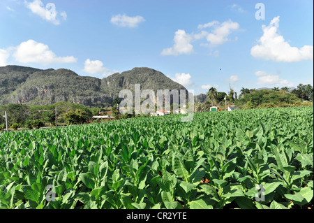 Tabak-Plantage, Tabakblätter, Tabak (Nicotiana), Tabakanbau im Valle de Vinales Nationalpark, Vinales Stockfoto