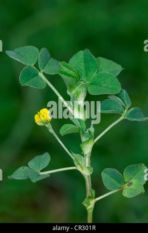 BLACK MEDICK Medicago Lupulina (Fabaceae) Stockfoto