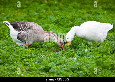 Eine inländische Gans (Anser Anser F. Domestica) und eine Graugans (Anser Anser), Tschechische Republik, Europa Stockfoto