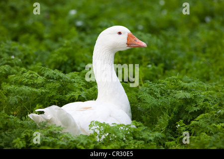 Heimischen Gänse (Anser Anser F. Domestica), Tschechische Republik, Europa Stockfoto