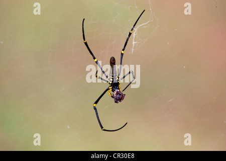 Golden Silk Orb-Weaver (Nephila SP.), Queensland, Australien Stockfoto