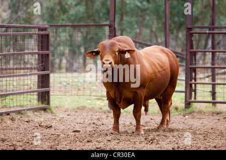 Zebu, Indicus Rinder (Bos Primigenius Indicus), Northern Territory, Australien Stockfoto