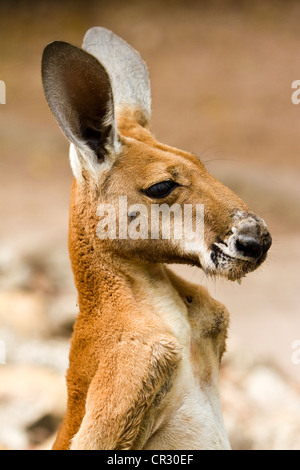 Roter Känguruh (Macropus Rufus), Porträt, Northern Territory, Australien Stockfoto