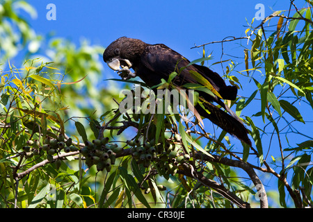 Red-tailed black Cockatoo (Calyptorhynchus Banksii, ehemals Calyptorhynchus Magnificus), Kakadu-Nationalpark Stockfoto