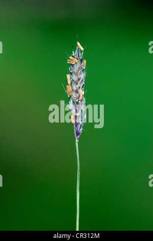 BAUCHIGE Fuchsschwanz Alopecurus bulbosus Stockfoto