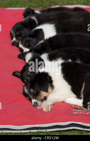 Border Collies, Tricolor, Welpen schlafen auf einer roten Decke Stockfoto