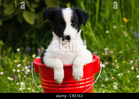 Border-Collie Welpen sitzen in einem roten Eimer Stockfoto