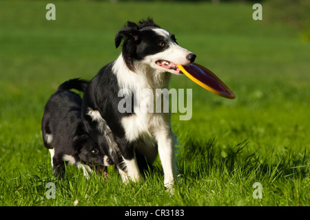 Border-Collie läuft mit einer Frisbee im Maul, auf einer Wiese mit Löwenzahn Stockfoto