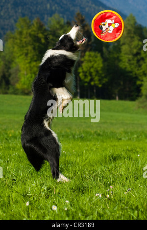 Border-Collie Sprung in der Luft zu fangen ein Frisbee, nördlichen Tirol, Österreich, Europa Stockfoto