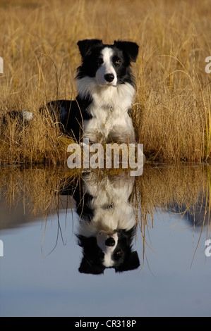Border-Collie reflektiert in einem See, Marschland im Herbst, nördlichen Tirol, Österreich, Europa Stockfoto