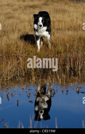 Border-Collie reflektiert in einem See, Marschland im Herbst, nördlichen Tirol, Österreich, Europa Stockfoto