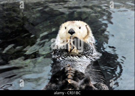 Seeotter (Enhydra Lutris), Oceanario, Parque Das Nacoes, Lissabon, Portugal, Europa Stockfoto