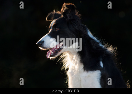 Border-Collie, Portrait, Gegenlicht Stockfoto