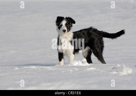 Border-Collie laufen im Schnee, nördlichen Tirol, Österreich, Europa Stockfoto