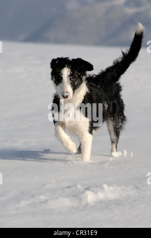 Border-Collie laufen im Schnee, nördlichen Tirol, Österreich, Europa Stockfoto