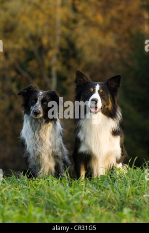 Zwei Border Collies sitzen auf einer Wiese Stockfoto