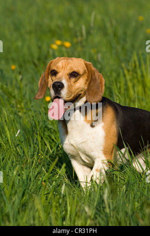 Beagle in den Rasen stehen keuchend Stockfoto