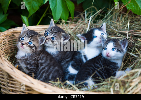 Grau Tabby Kätzchen liegend in einem Korb, Nord-Tirol, Österreich, Europa Stockfoto