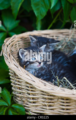 Grau Tabby Kätzchen liegend in einem Korb, Nord-Tirol, Österreich, Europa Stockfoto