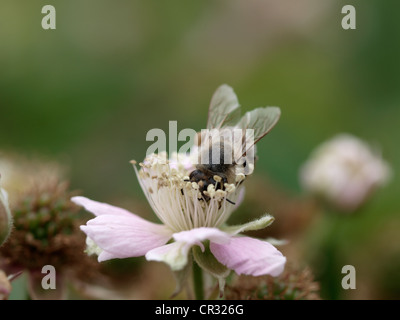 Eine Honigbiene sammeln Pollen von blühenden Obstbaum - eine Nahaufnahme Stockfoto