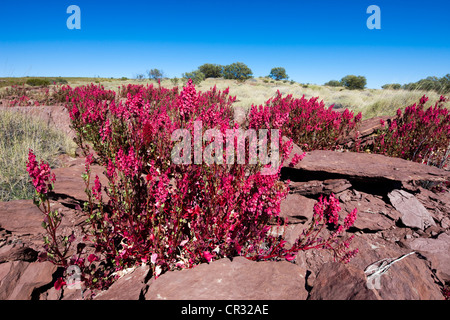 Blumen im Outback nach dem Regen, Northern Territory, Australien Stockfoto