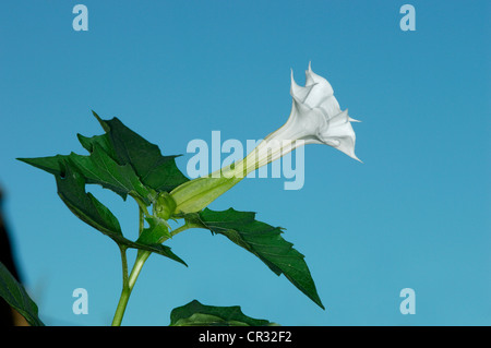 Dorn-APPLE Datura Stramonium (Solanaceae) Stockfoto