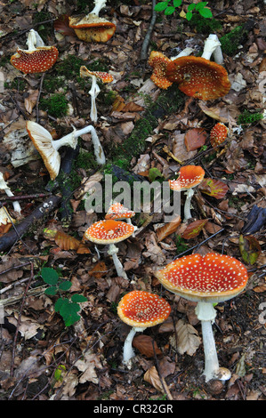 Viele der Fliegenpilz Fliegenpilze wachsen in Laubstreu UK Stockfoto