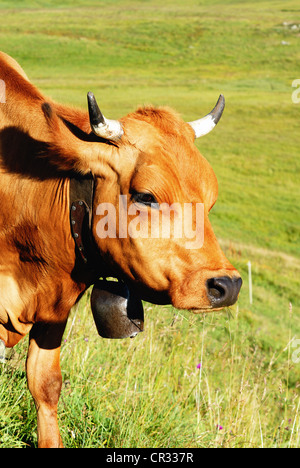 Kuh, Bauernhof Tier in den französischen Alpen, Abondance Rennen Kuh, savy, Beaufort Sur Doron Stockfoto