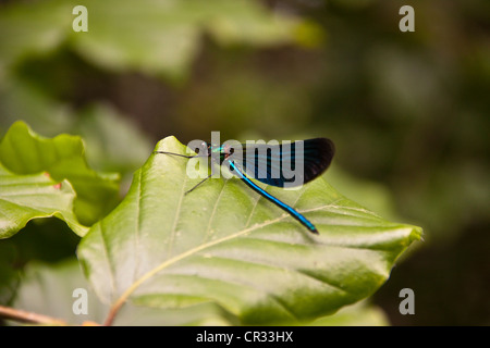 Gebänderten Prachtlibelle Maid Fliege männlich. Stockfoto