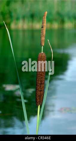 KLEINER ROHRKOLBEN Typha Angustifolia (Typhaceae) Stockfoto