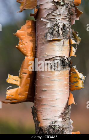 Birke Baum mit abblätternde Rinde, Norwegen, Skandinavien, Europa Stockfoto