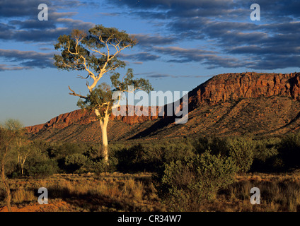 Australien, Northern Territory, Landschaft der Mac Donnel Ranges in der Nähe von Alice Springs, Eukalyptus (300 Jahre alt) Stockfoto