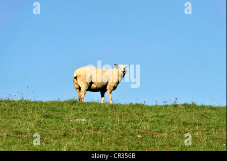 Schafe auf einem Deich in der Nähe von Husum, Schleswig-Holstein, Deutschland, Europa Stockfoto