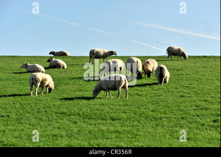 Schafe auf einem Deich in der Nähe von Husum, Schleswig-Holstein, Deutschland, Europa Stockfoto