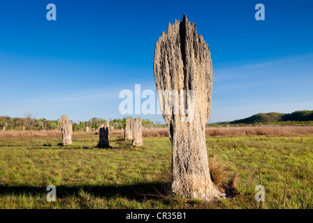 Kompass oder magnetischer Hügel gebaut von magnetischen Termiten (Amitermes Meridionalis), Litchfield Nationalpark, Northern Territory Stockfoto