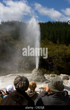 Lady Knox Geyser durchbrechenden im Wai-O-Tapu Thermal Wonderland, Rotorua, Nordinsel, Neuseeland Stockfoto