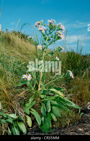 Meer-ASTER Aster Tripolium (Asteraceae) Stockfoto