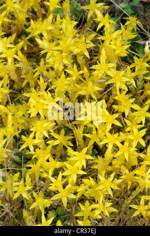 BEIßEN MAUERPFEFFER Sedum Acre (Crassulaceae) Stockfoto